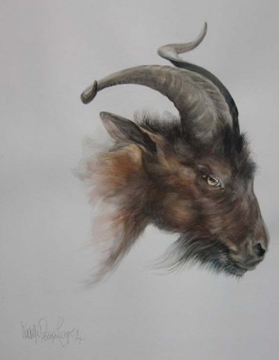 Billy Goat Gruff