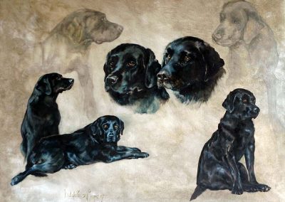 'Black Labradors' oil and pencil on gesso 24 x 30 inches