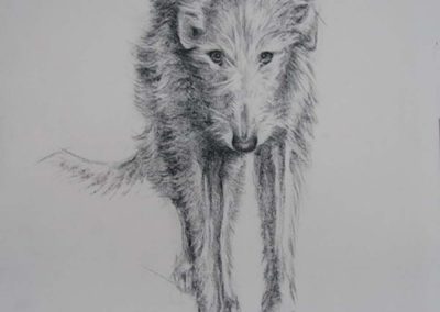 Charcoal Drawing of a Deerhound Dog