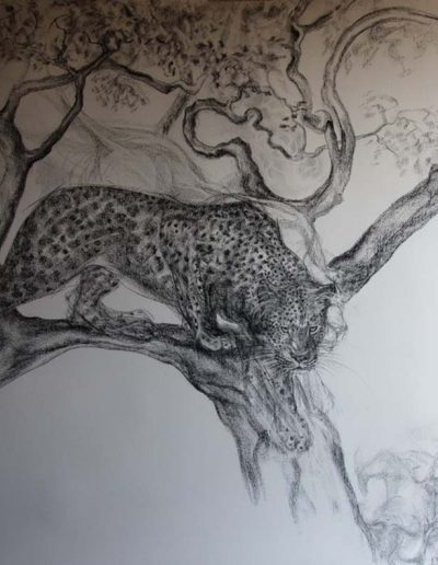 Charcoal Drawing of a Leopard