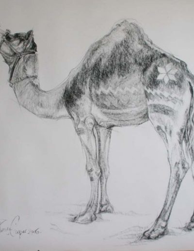 Charcoal Drawing of a Pushkar Camel