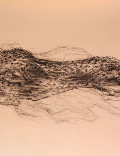 Cheetah Charcoal on Arches 30 x 50 inches.