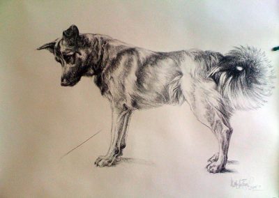 Icelandic Hound Charcoal on Arches 36 x 50 inches