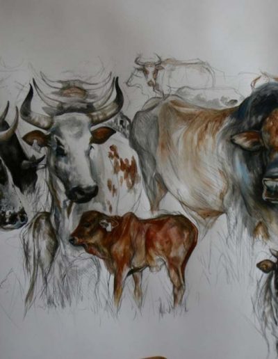Nguni - Charcoal and Watercolour 36 x 50 inches - Framed