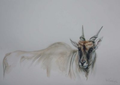 Painting of an Eland